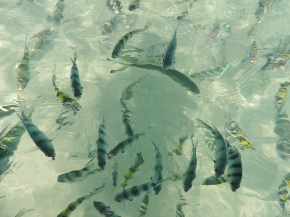 縞模様のペットの魚の群れ