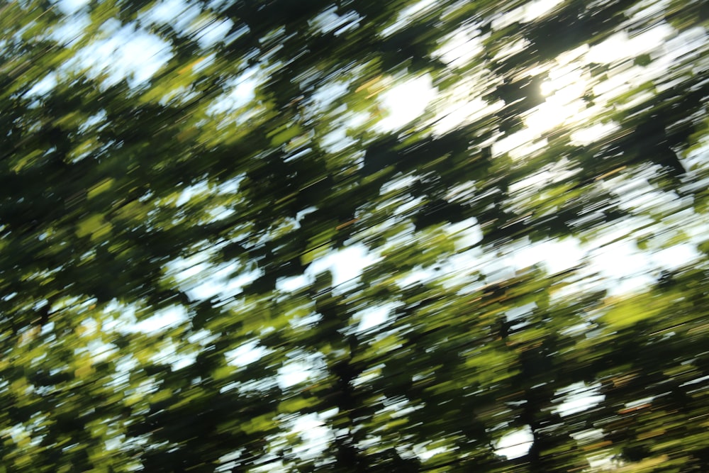 a blurry photo of trees in a park
