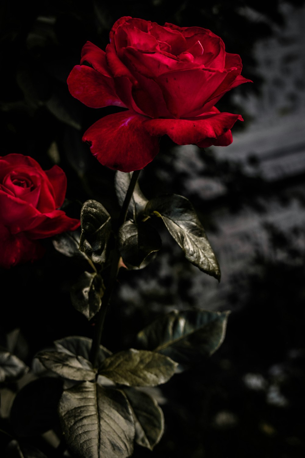 赤いバラのクローズアップ写真