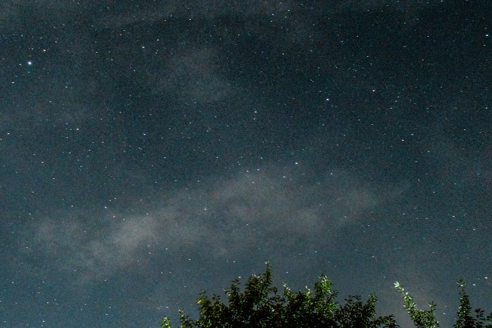 stars and trees during nighttime