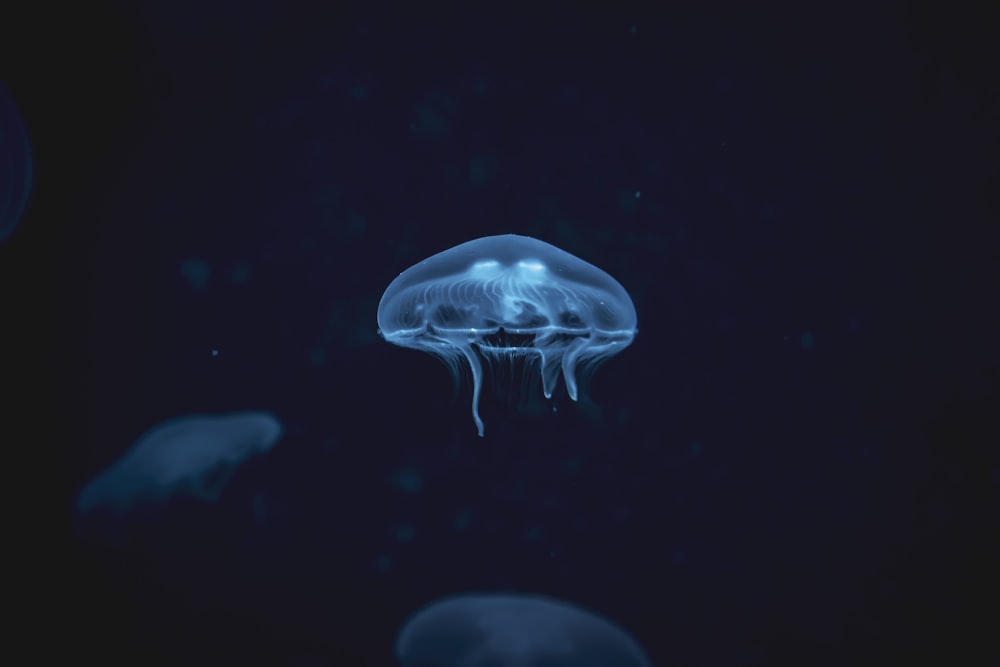 white jellyfish digital wallpaper