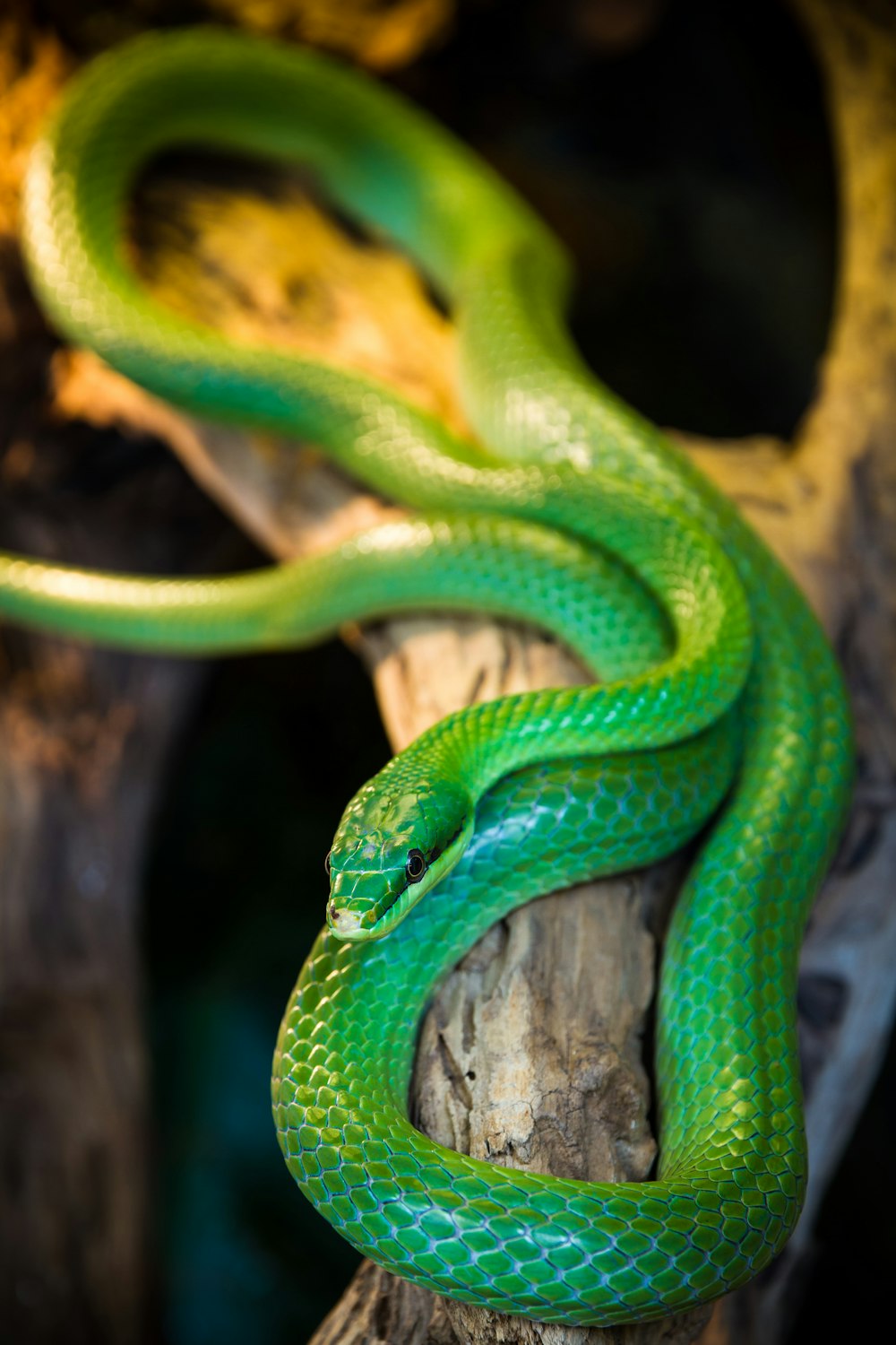 Fotografía de enfoque selectivo serpiente verde en la rama de un árbol