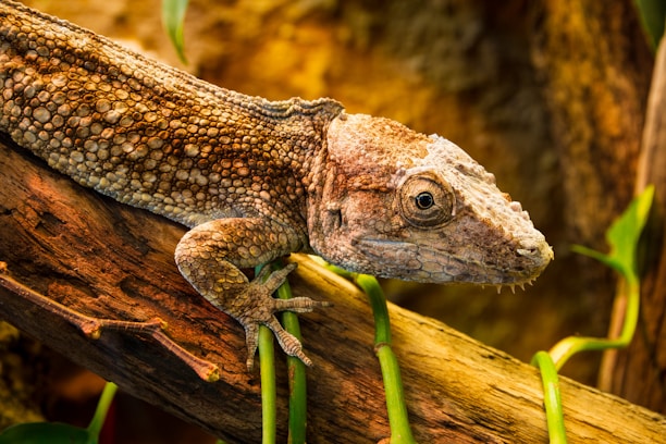 A close-up of a colorful exotic reptile resting on a natural branch in a cozy terrarium.