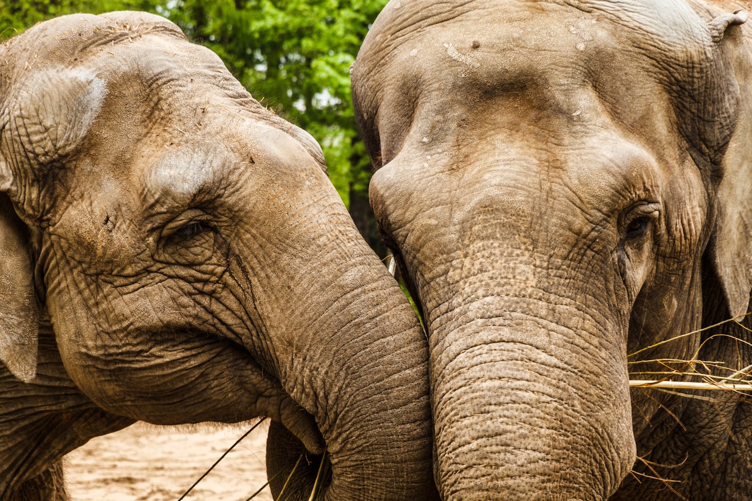 Image is a close up of two elephant faces nuzzling.