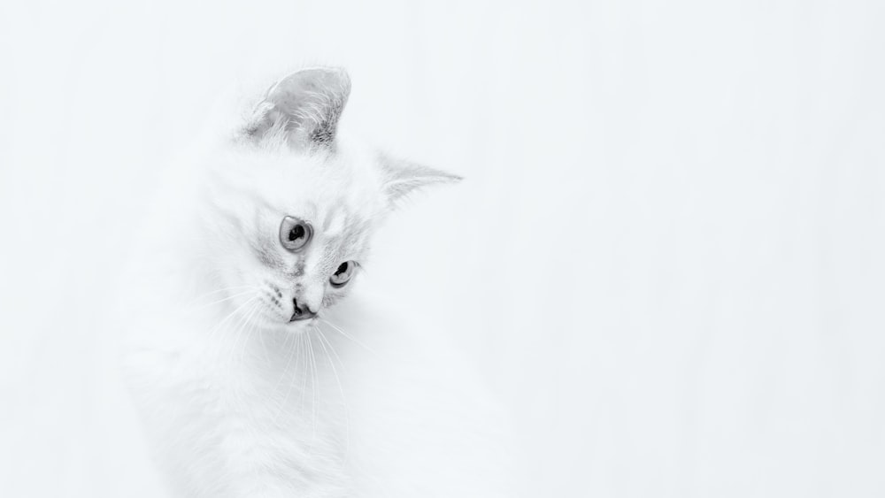 white cat