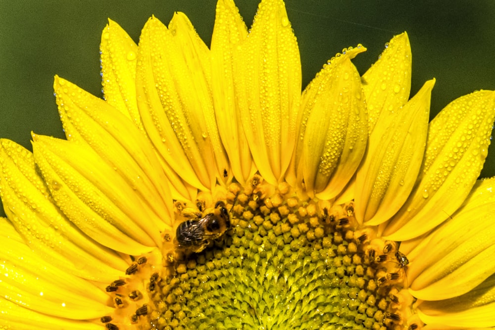 abeille noire et brune perchée sur une fleur à pétales jaunes