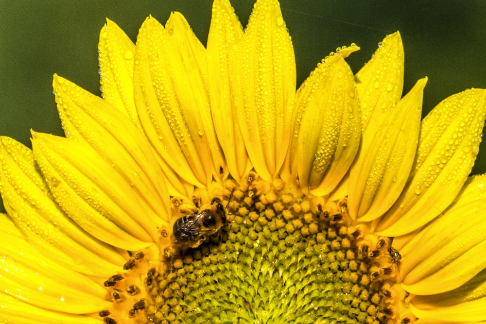 black and brown bee perching on yellow petaled flower