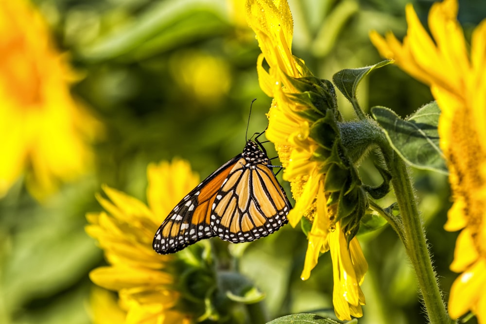 yellow butterfly on top of sunflower