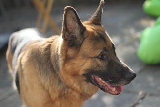 A German Shepherd dog stands outdoors on a paved surface with a soft focus background. The dog's fur is a mix of brown, black, and tan colors, and its ears are perked up. The dog has an open mouth, showing its pink tongue. The lighting is soft and natural.