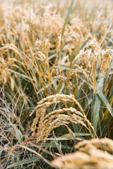 grains plant during daytime