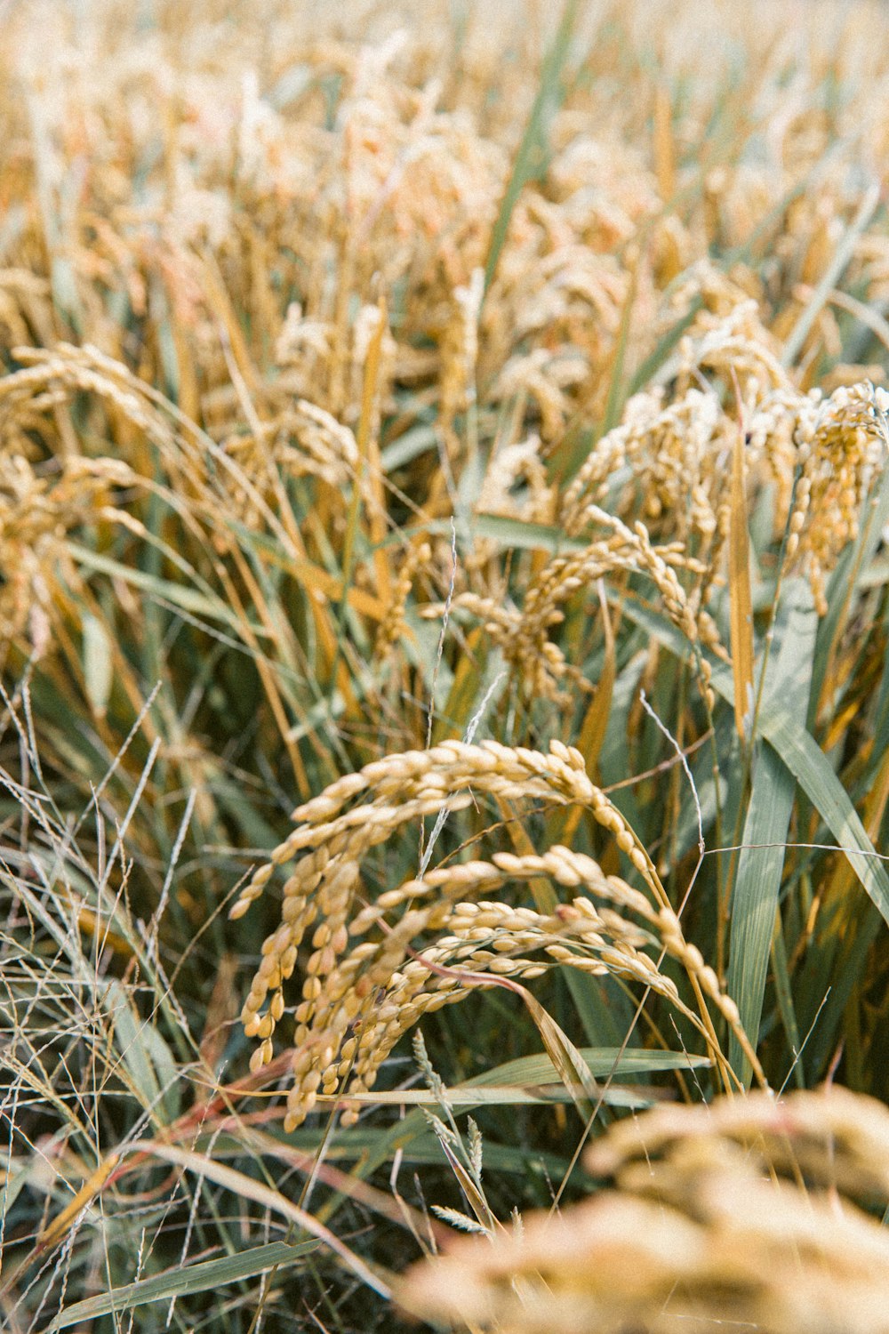 grains plant during daytime