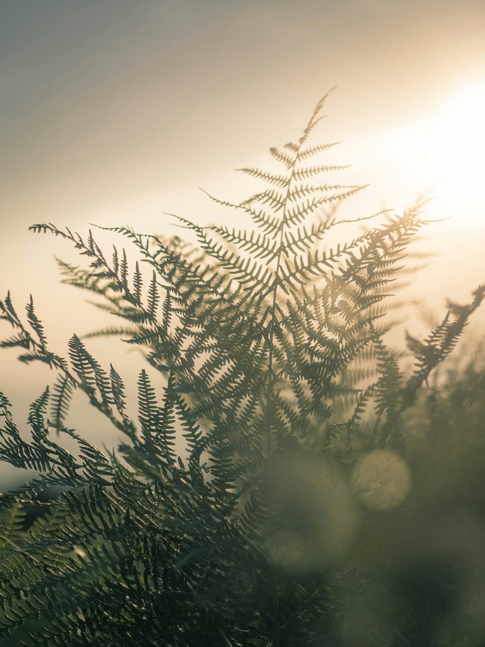 selective focus of green leafed plant