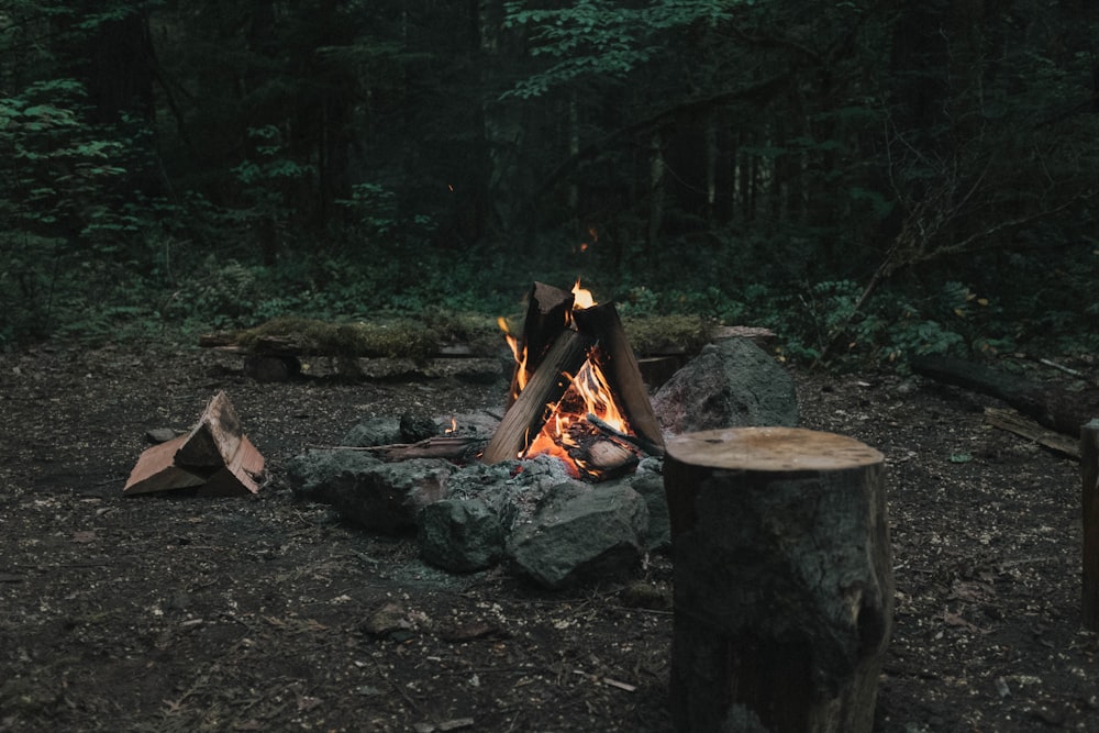 bonfire in forest