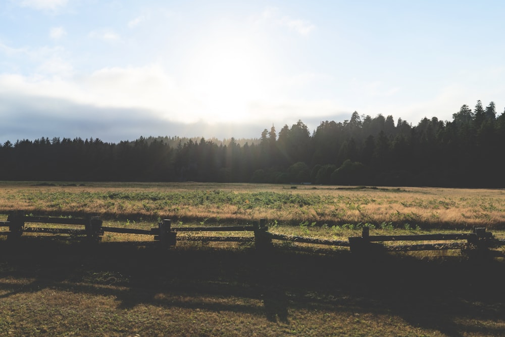 grass field