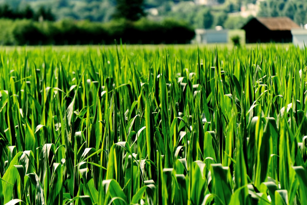 green grass field