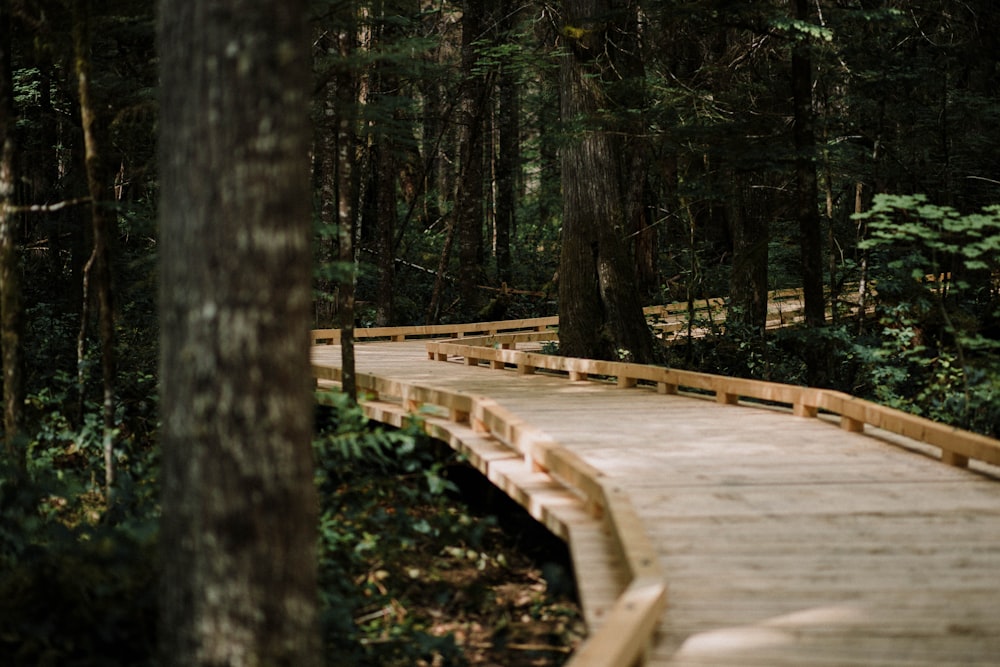 brown wooden dock in the middle of forest