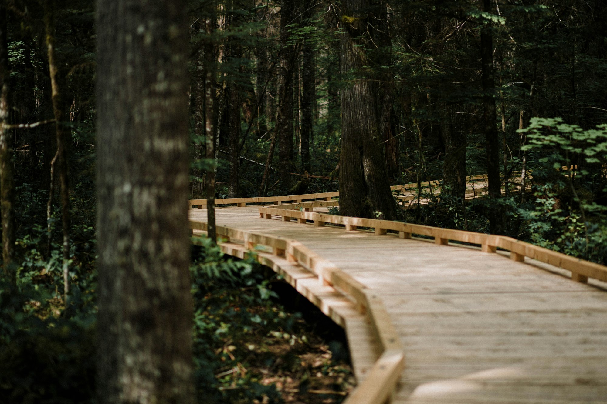 A hiking path in the woods