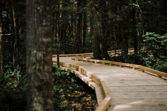 brown wooden dock in the middle of forest in North Cascades National Park United States