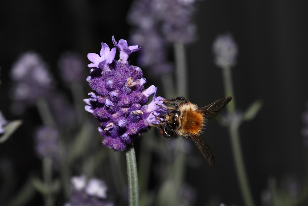 Abeja polinizando en flor púrpura