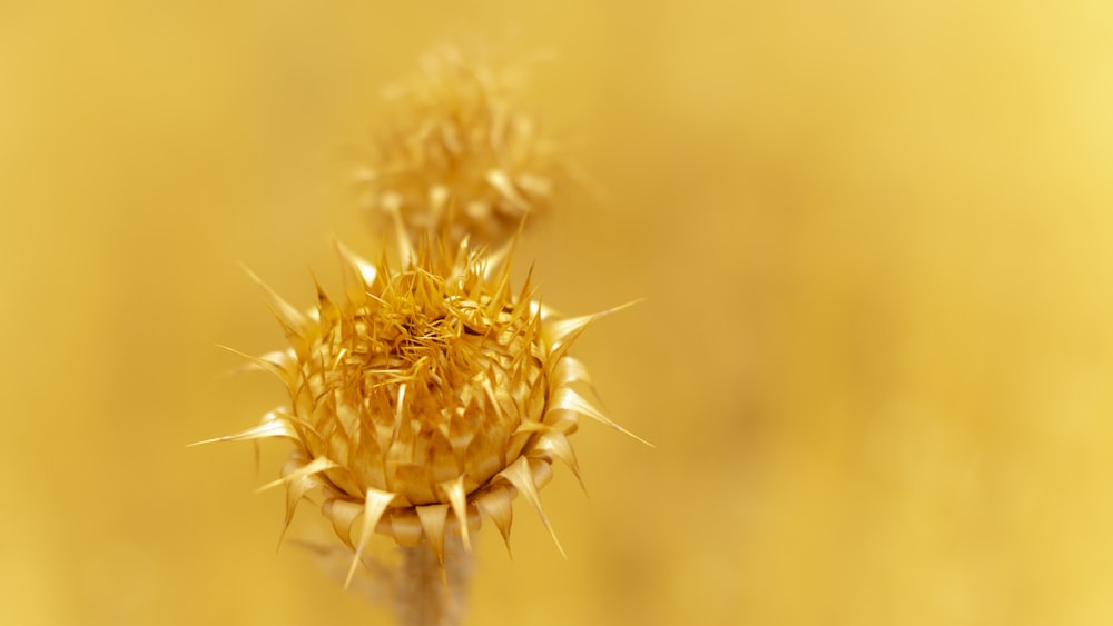 closeup photo of yellow flower