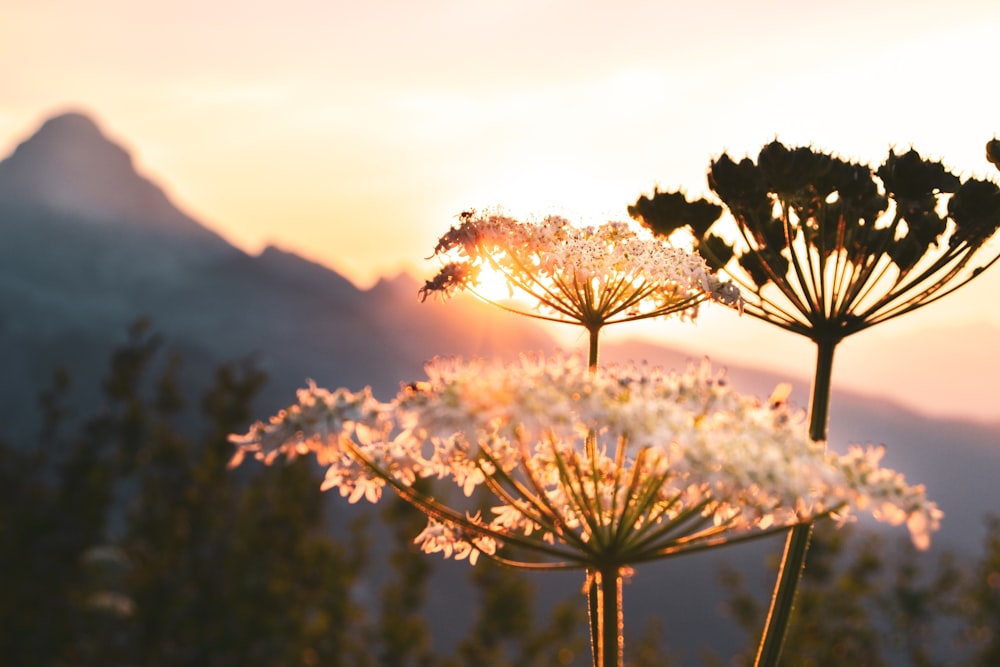 selective focus photograph of dandelion