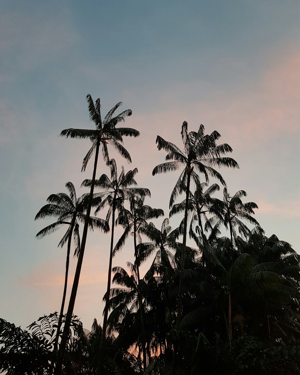 silhouette of palm tree during sunset