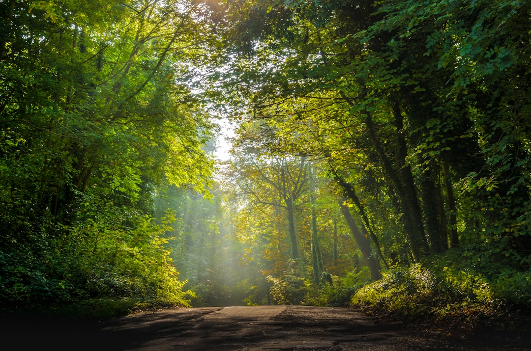 Forest photo spot Gloucester Brecon Beacons