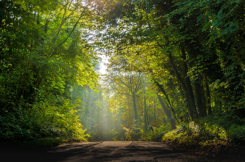 forest during daytime