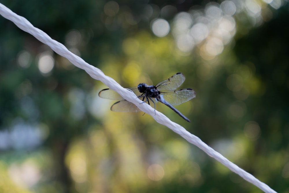 tilt shift lens photography of dragonfly on white string