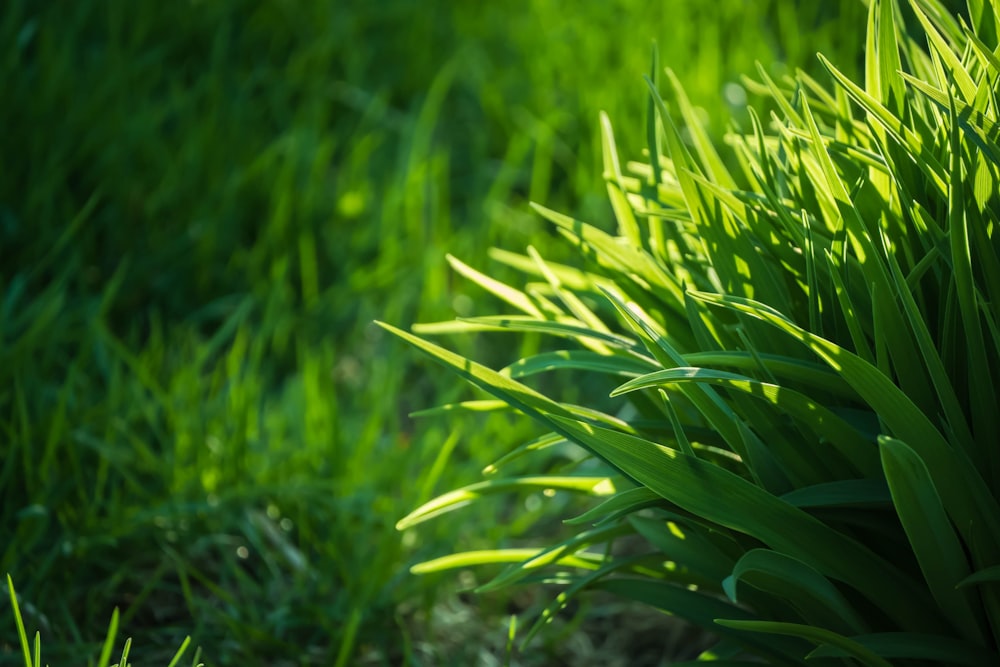 green grasses