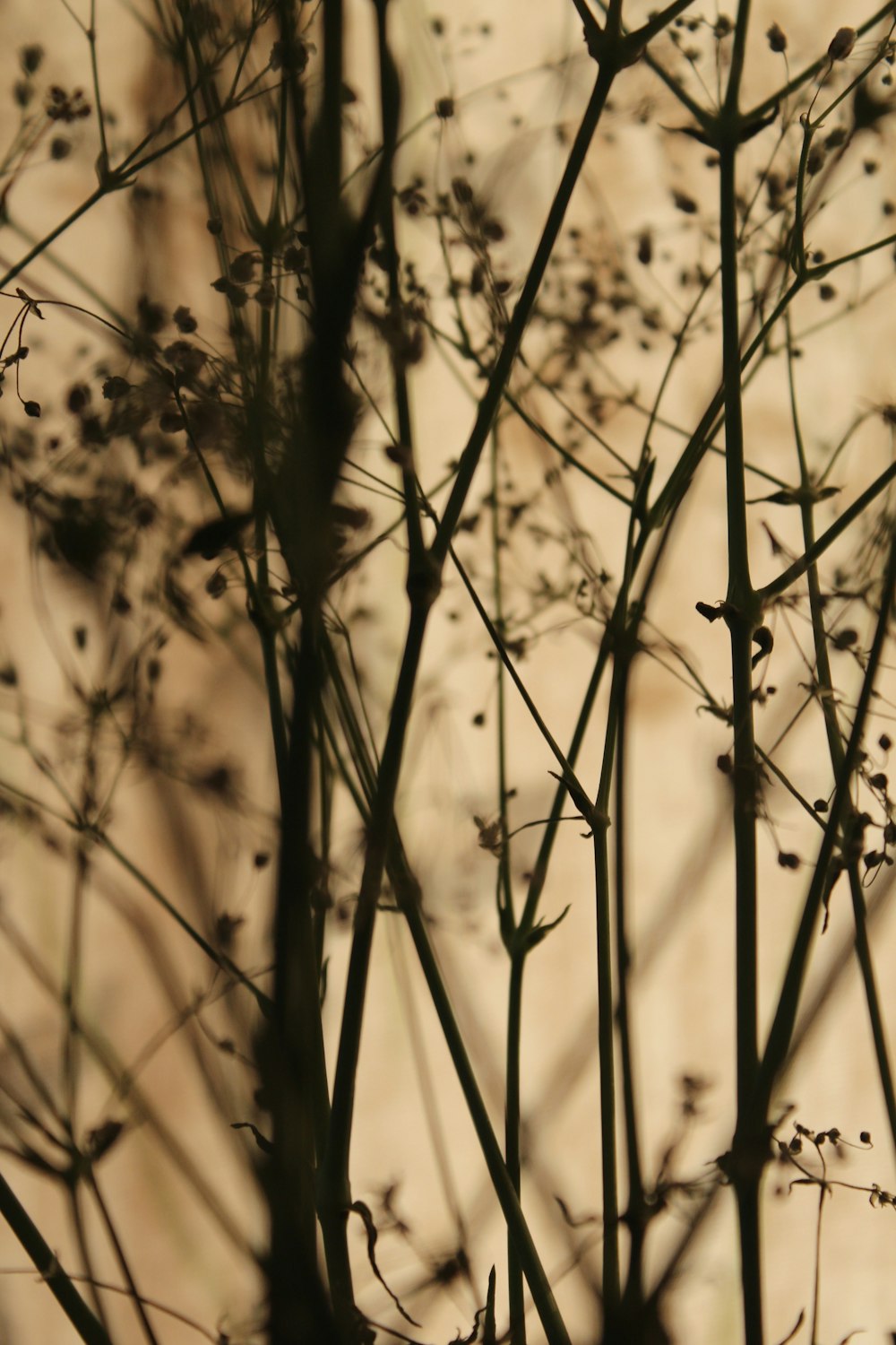 silhouette of plant stems