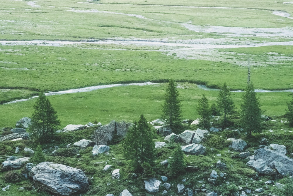 aerial view of trees and grass field