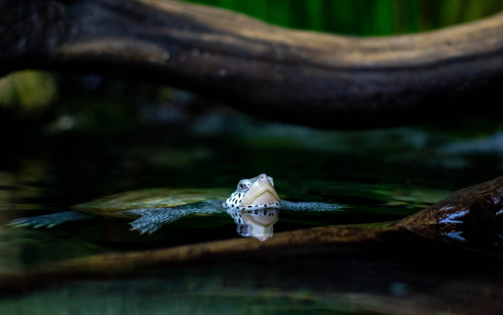 green and blue turtle swimming on body of water