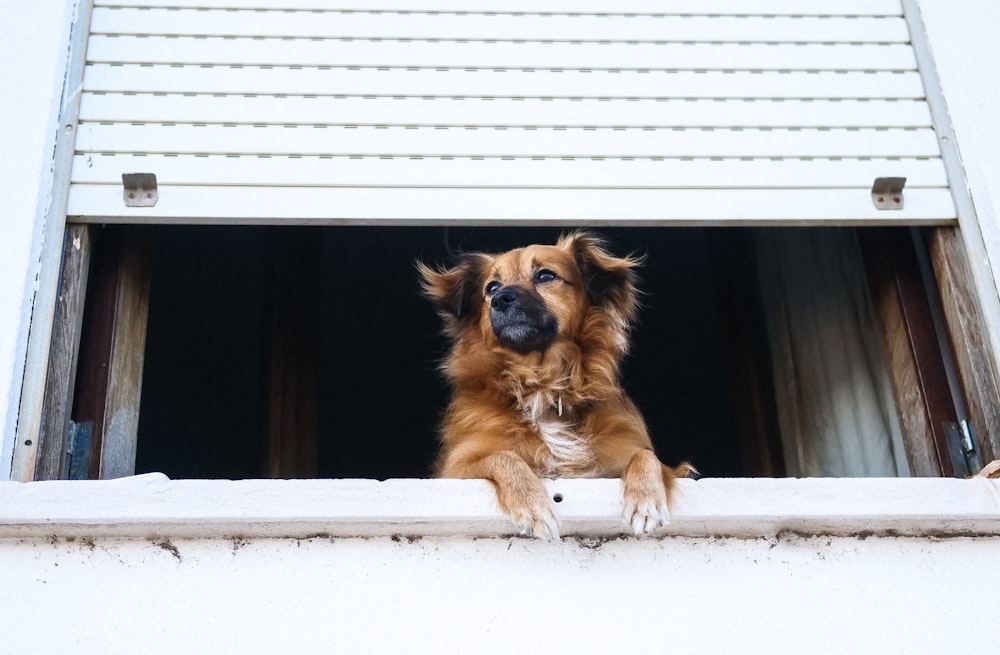 Kurzhaariger brauner Hund, der aus dem Rollladenfenster schaut