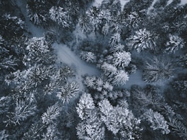 aerial photography on trees