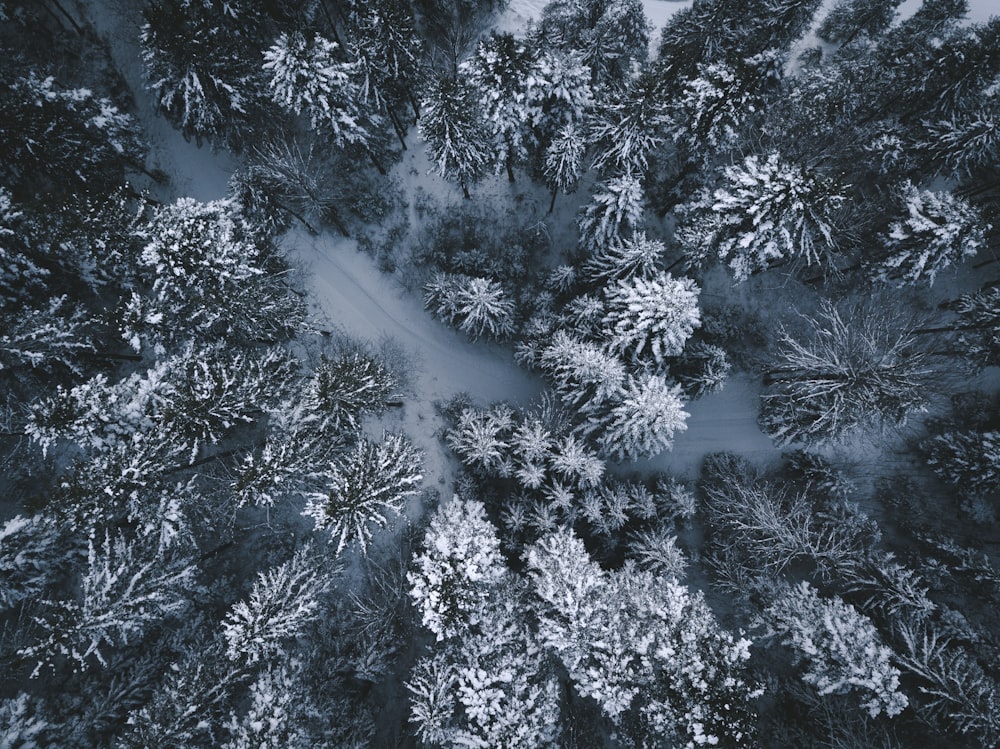 aerial photography on trees