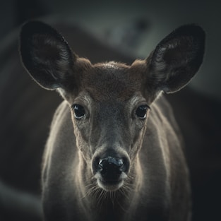 selective focus photography of brown deer