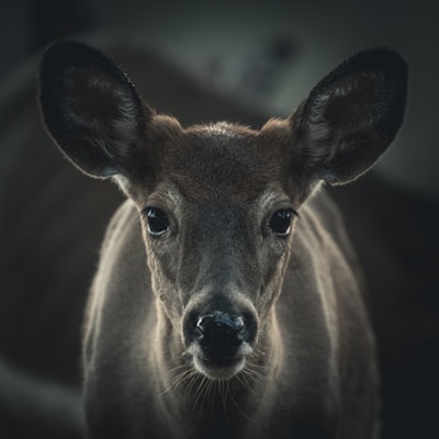 selective focus photography of brown deer
