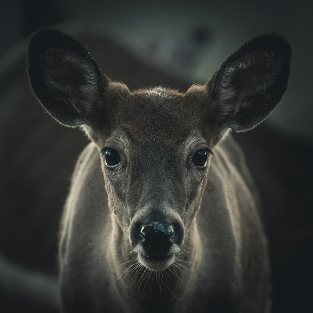 Fotografia de foco seletivo de cervos marrons