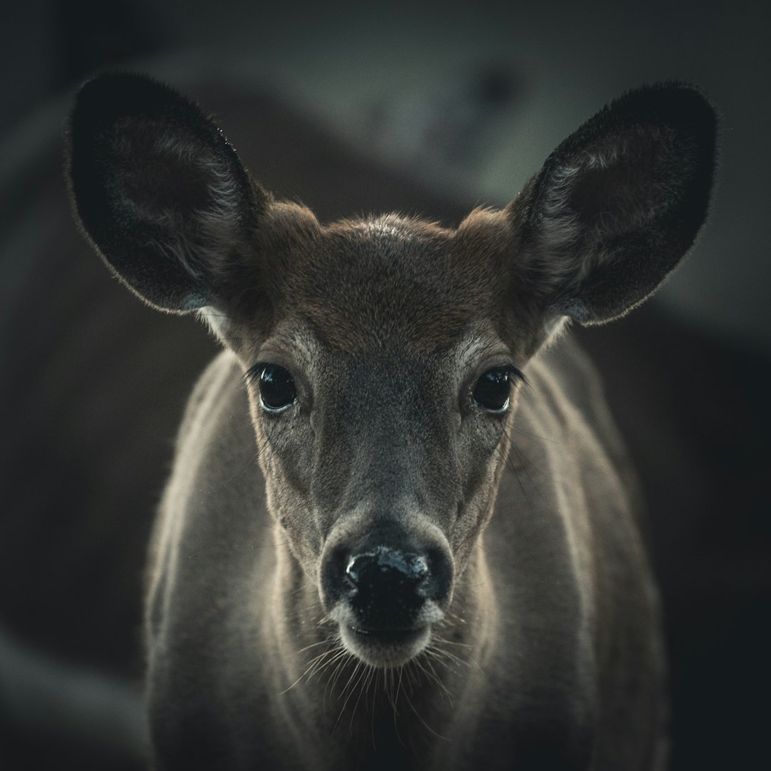 Wildlife photo spot Highland Park Valley Forge