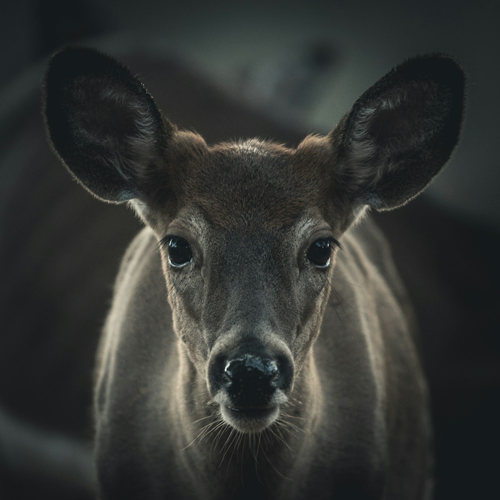 selective focus photography of brown deer