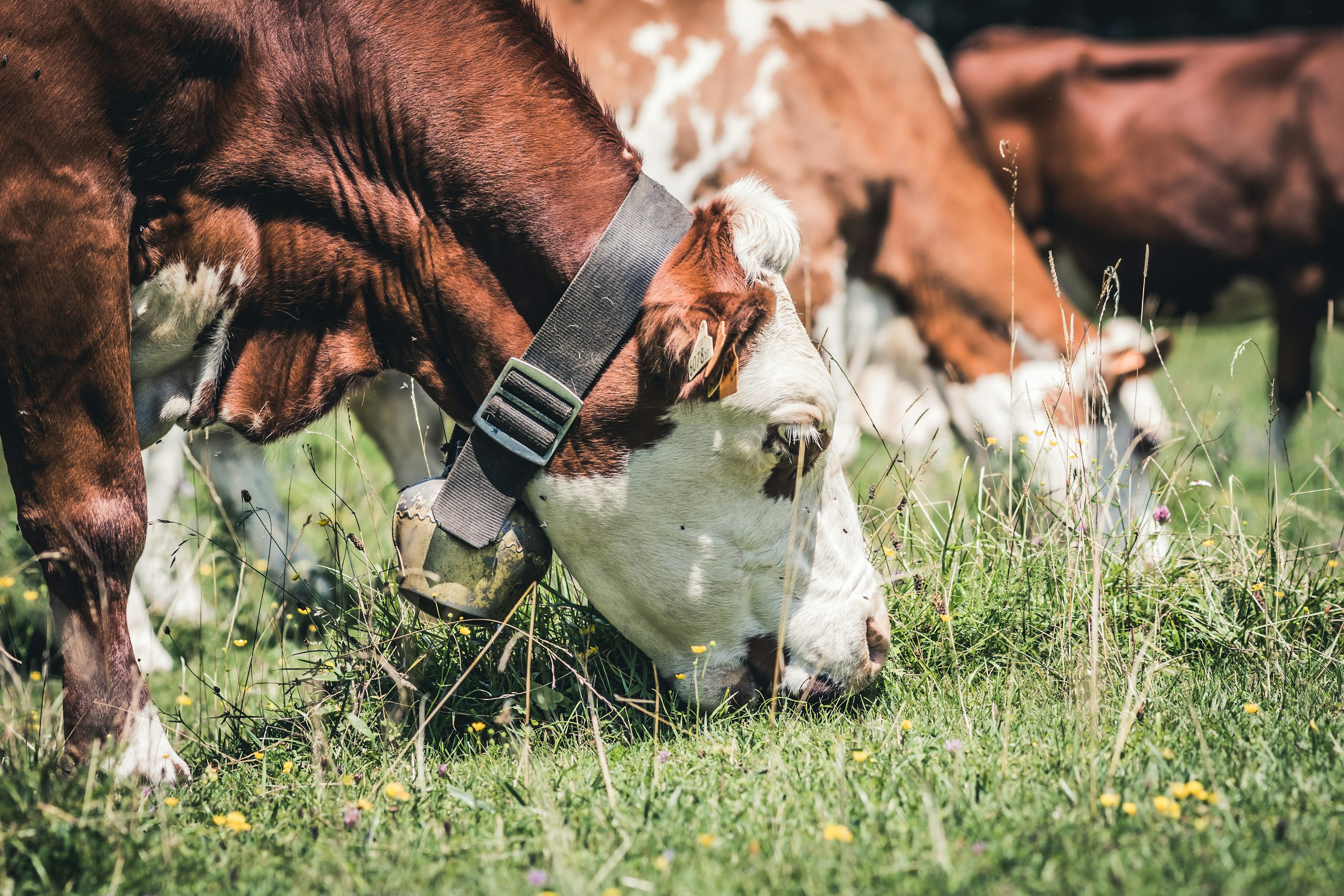 Beginner’s Guide To Rotational Grazing