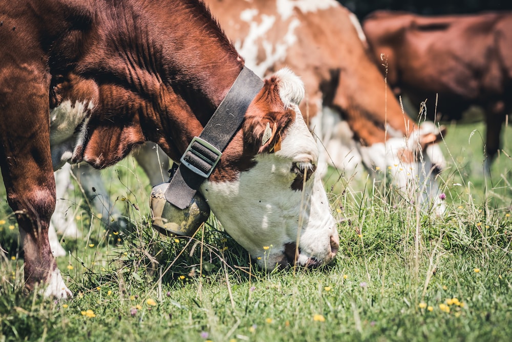 herd of cattle munching grass on field