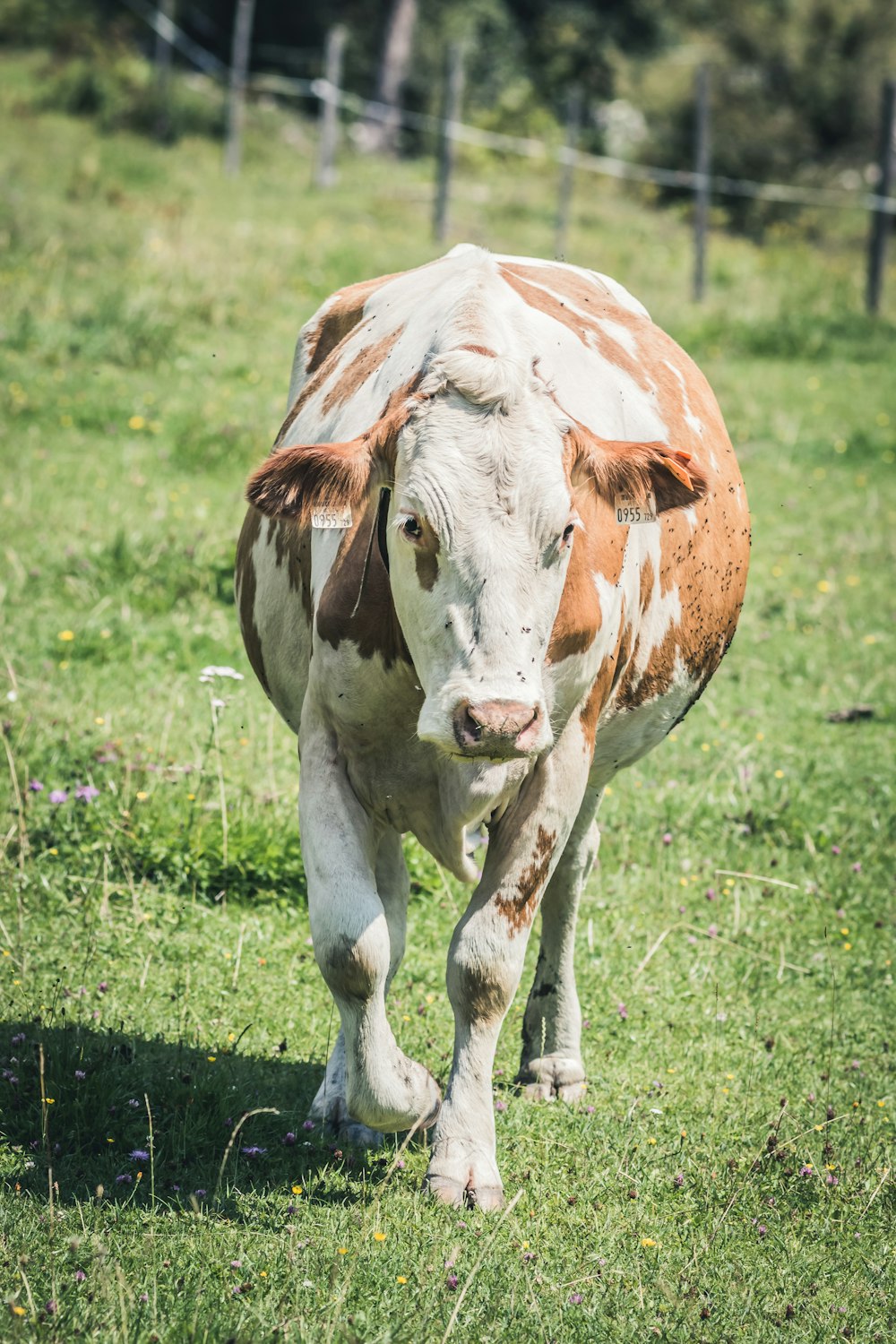 vaca branca e marrom andando no campo de grama