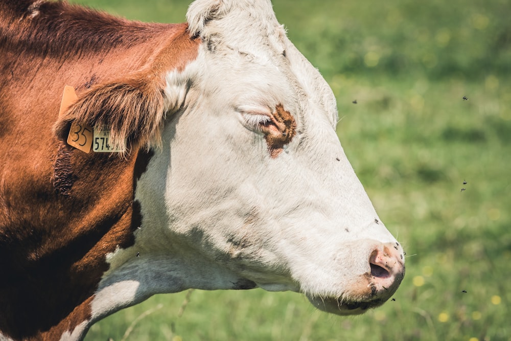 brown and white cattle in closeup photography
