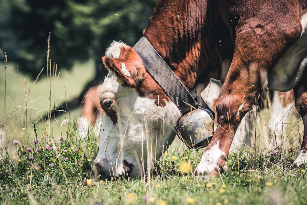 horse eating grass