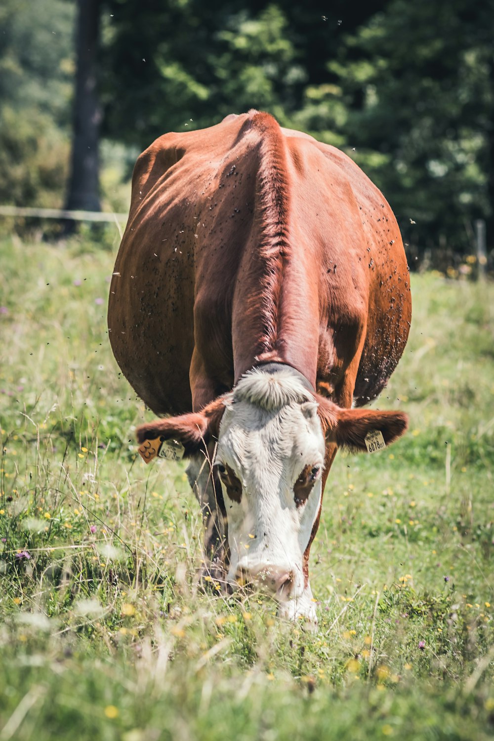 brown and white cow eating grass