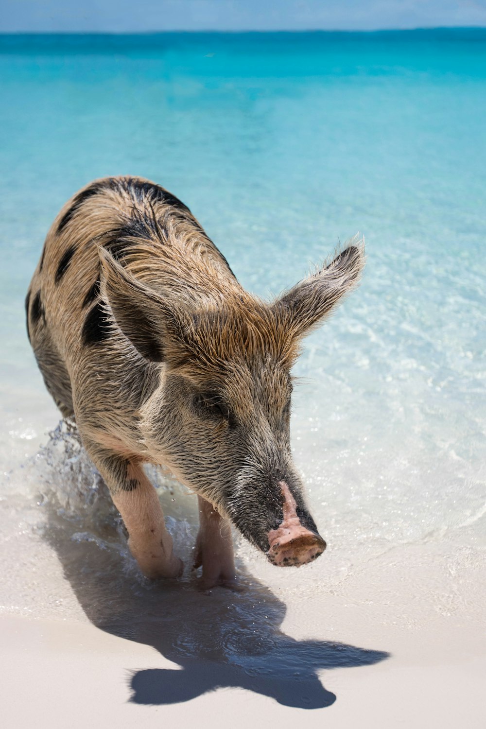 cerdo marrón y negro en la orilla del mar