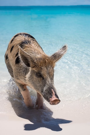 tan and black pig on seashore