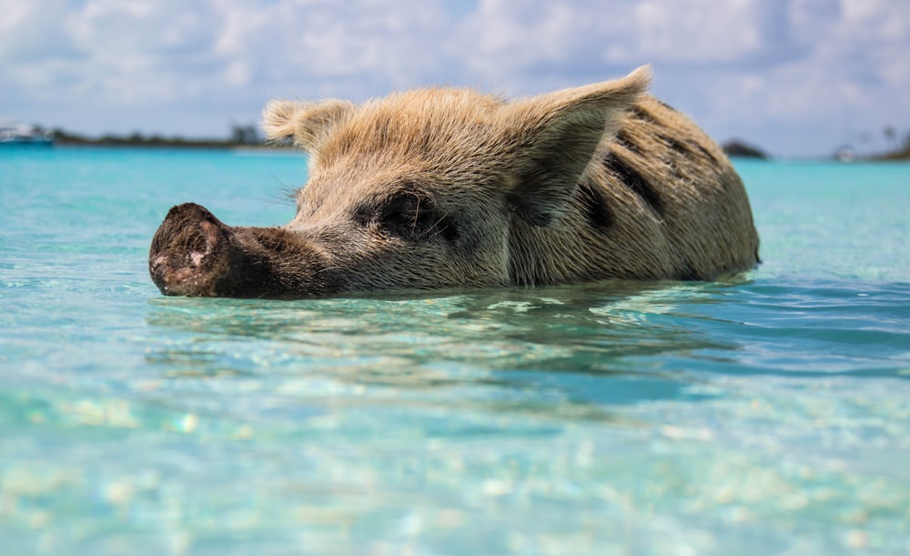 brown pig in body of water